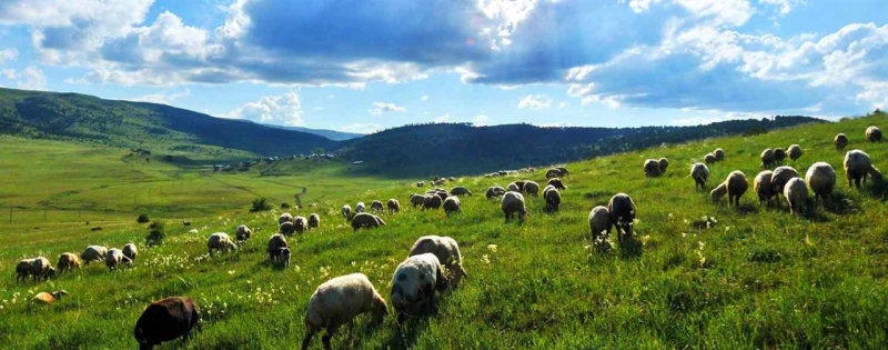 65 ADET MERA GÖÇERLERE KİRAYA VERİLECEK