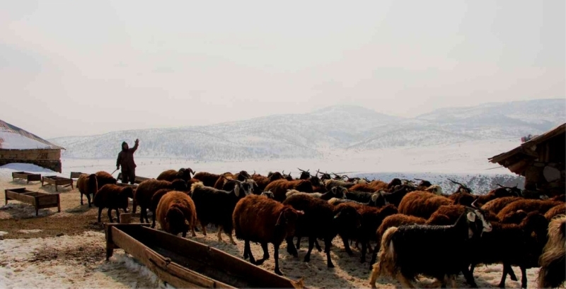 BESİCİLERİN KIŞ MESAİSİ SÜRÜYOR